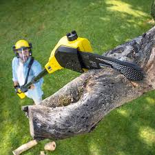 Bally, PA Tree Care Company
