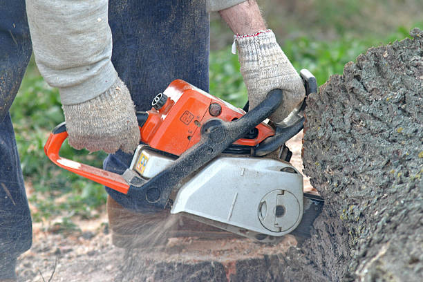 Best Lawn Disease Treatment  in Bally, PA