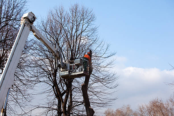How Our Tree Care Process Works  in  Bally, PA